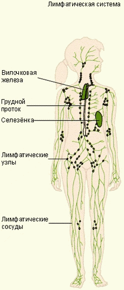 Лимфатическая система