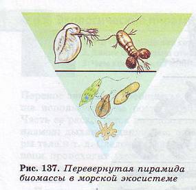 Перевёрнутая пирамида.