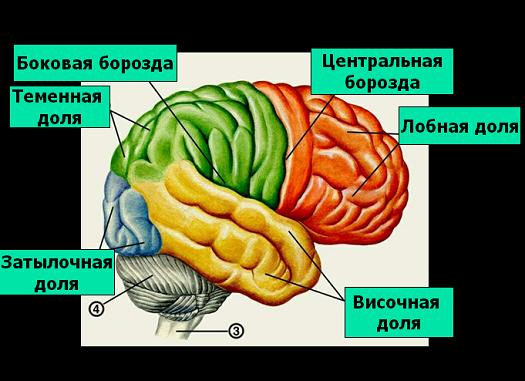 312-biol9-tema77-prez1.jpg