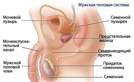 строение мужской половой системы.фото