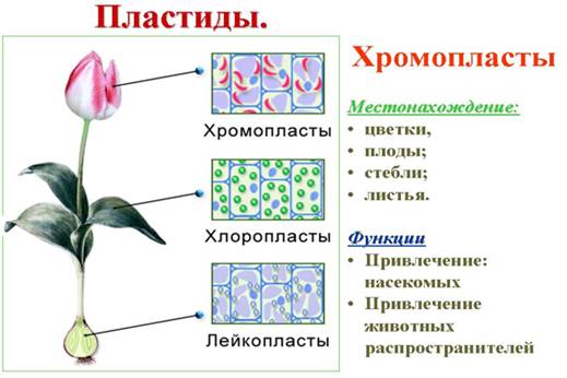 Пластиди та їх види