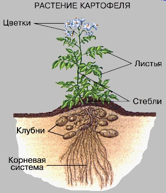 Структура куща картоплі