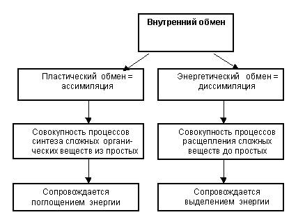 Класифікація внутрішнього обміну і зв`язок обмінів