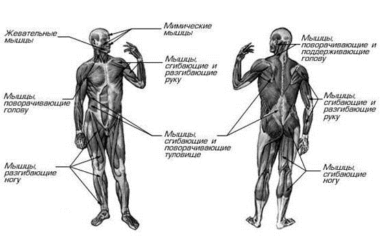 функции активной части