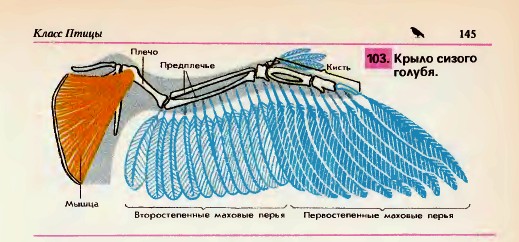 Крыло сизого голубя