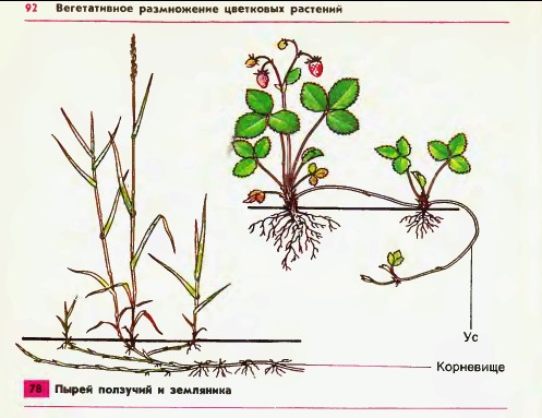 Вегетативное размножение цветковых растений