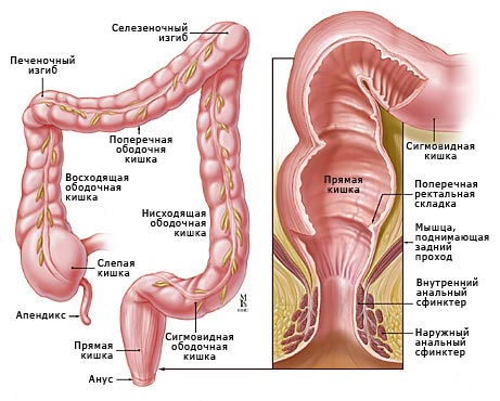 Толстая кишка. фото