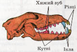 Зуби ссавця