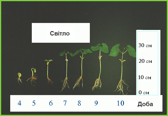 Темп росту квасолі при світлі