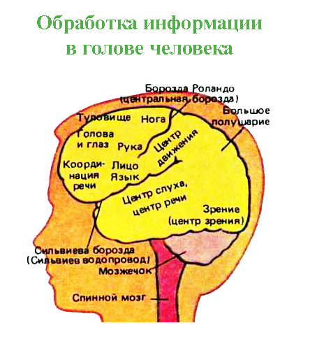 Обработка в голове человека