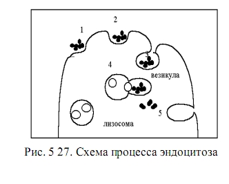 эндоцитоз