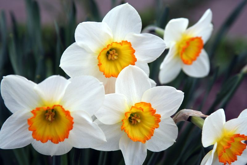 Daffodils