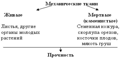 Механічні тканини