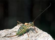 Прямокрилі (Orthoptera)