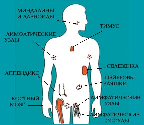 Иммунная система