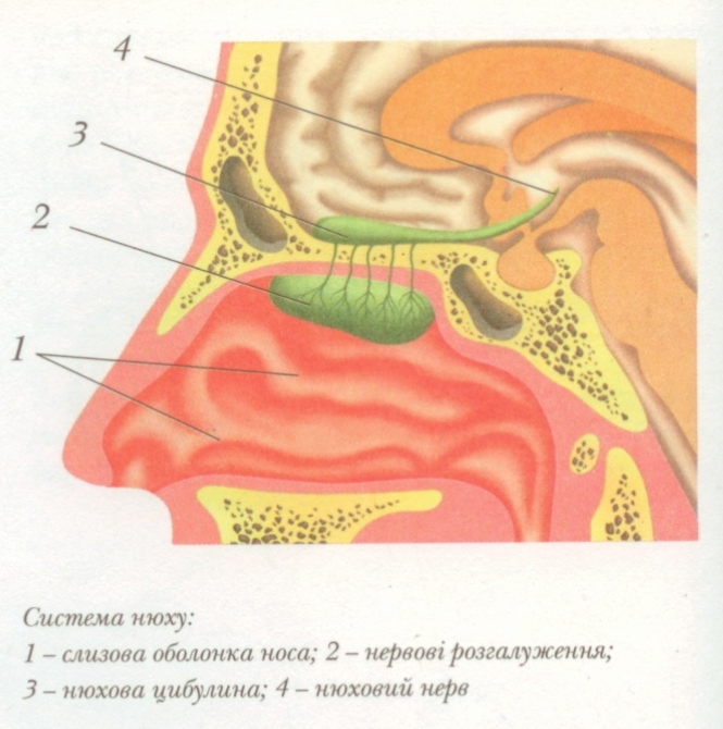 Ніс.jpg