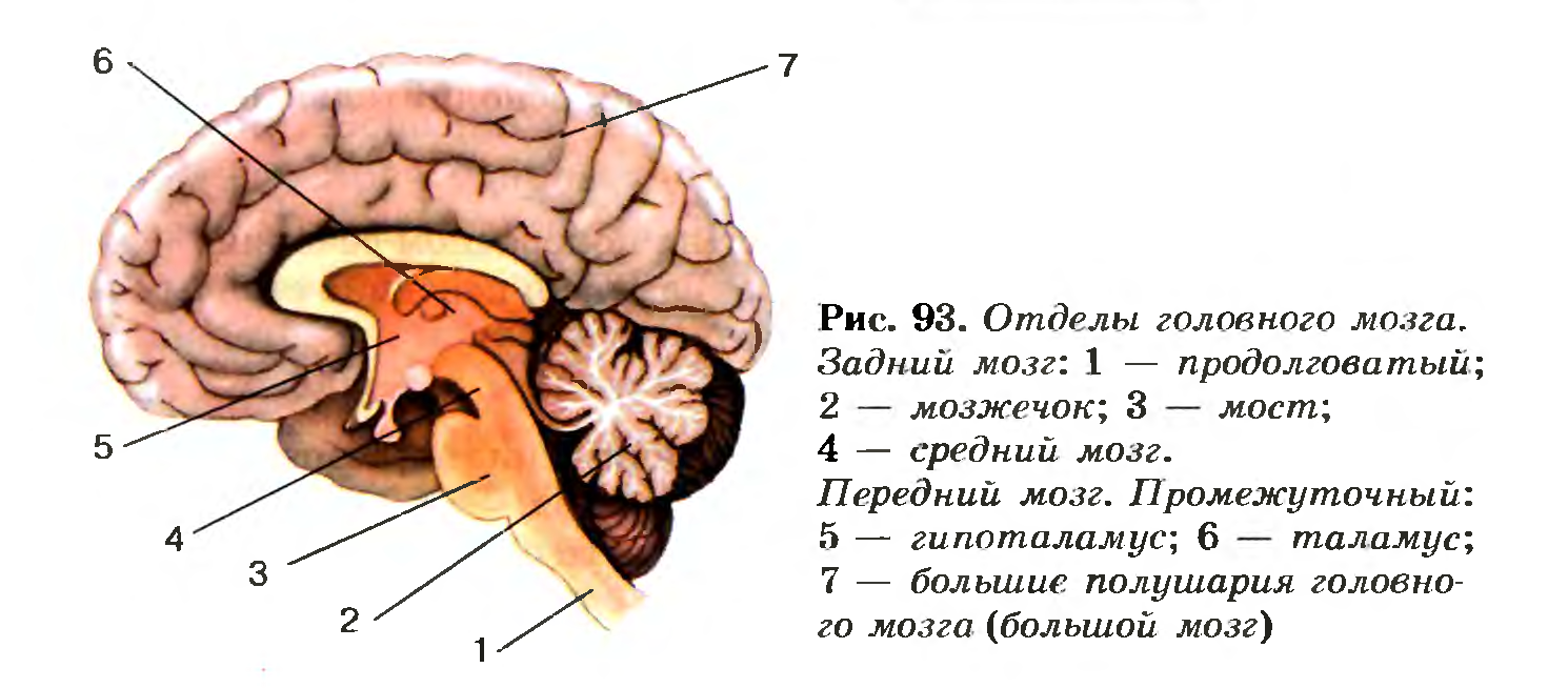 Отделы головного мозга