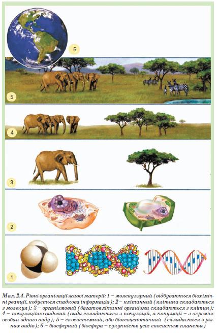 Рівні організації живої матерії
