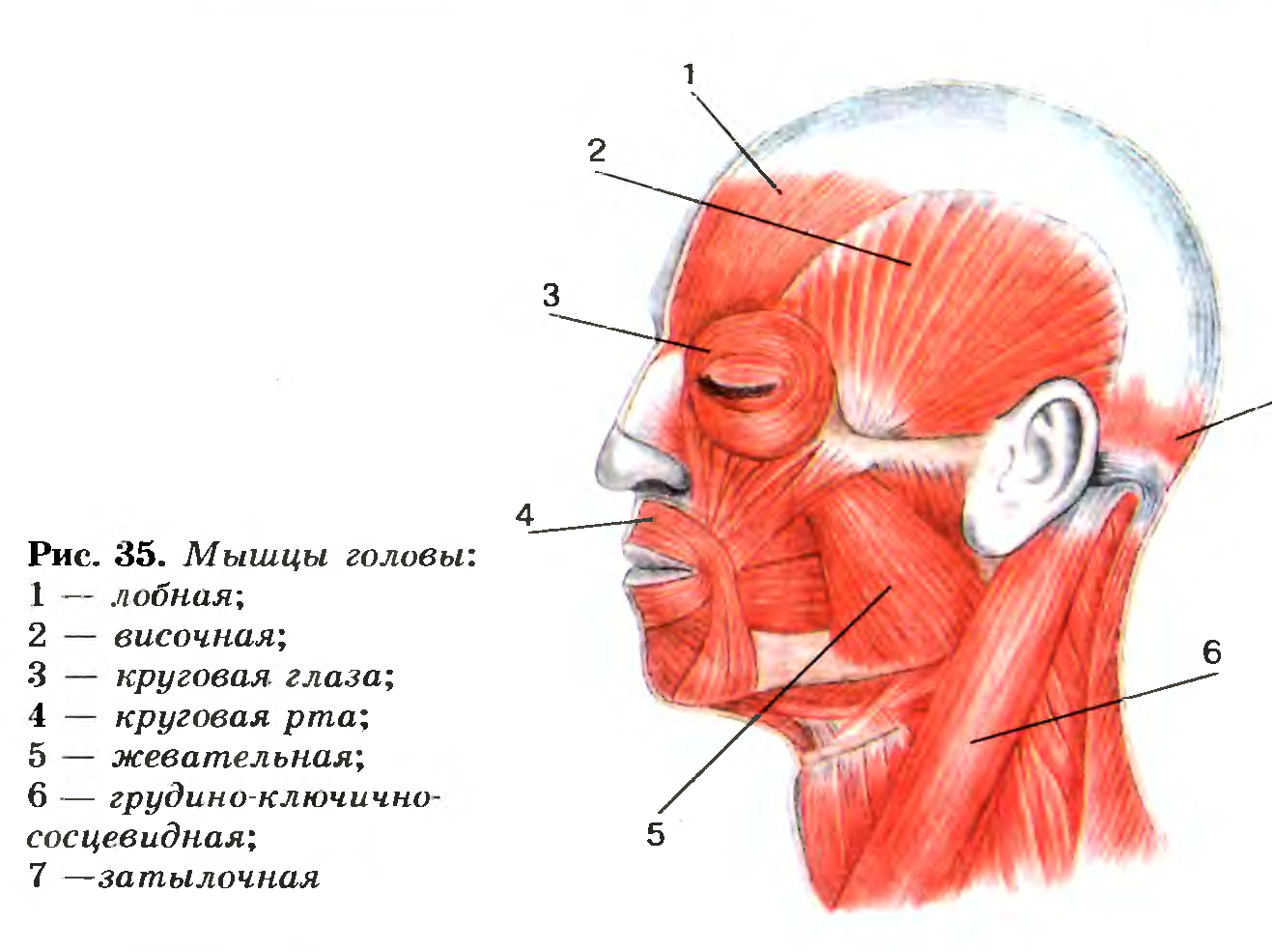 Мышцы головы