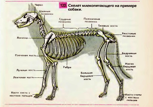 Скелет млекопитающего