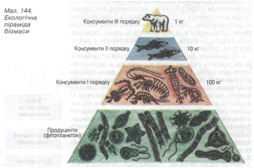 Екологічна піраміда