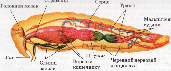 Схема внутрішньої будови членистоногих