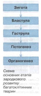 Зародковий розвиток