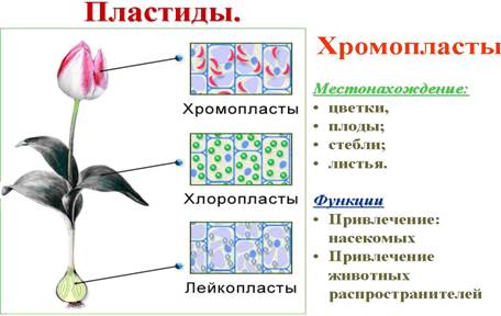 Пластиди