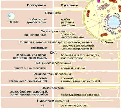 Порівняннвя еукаріотів з прокаріотами