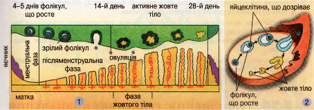 Фази менструального циклу