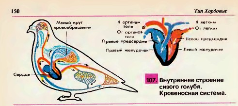 Внутреннее строение голубя