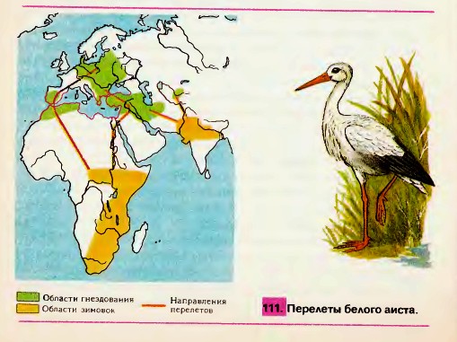 Перелёты белого аиста