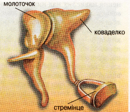 Слухові кісточки