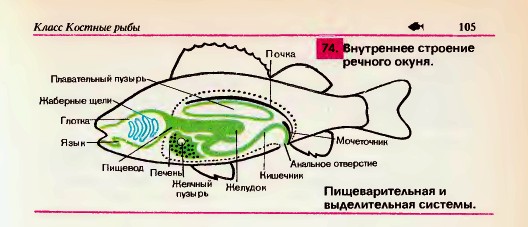 Пищеварительная и выделительная системы