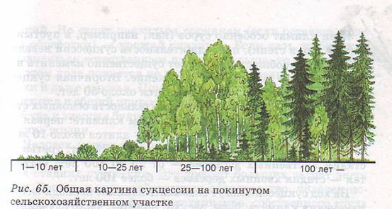 Экологическая сукцеесия