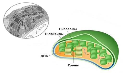 Будова хлоропластів