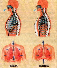 Дихальні рухи