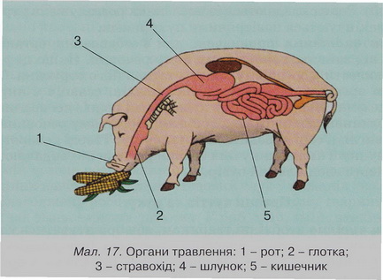 Мал.177.jpg