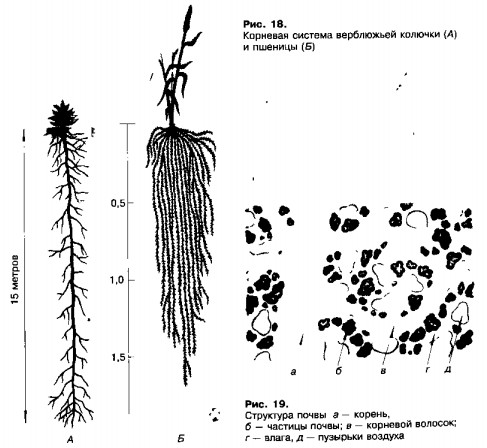 Корневая система. Структура почвы