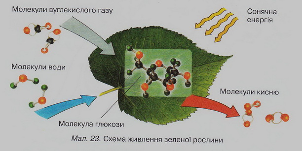 Мал.233.jpg