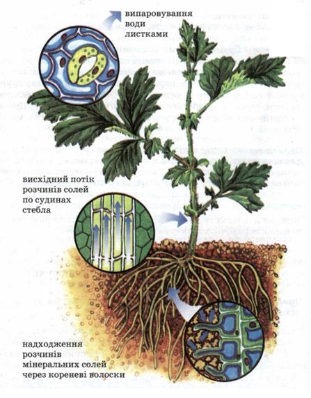 Мал. 44. Мінеральне живлення рослин.jpg