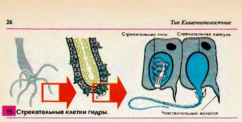 Стрекательные клетки гидры