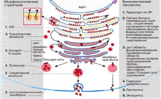 Шероховатий ендоплазматичний ретикулум і апарат Гольджи