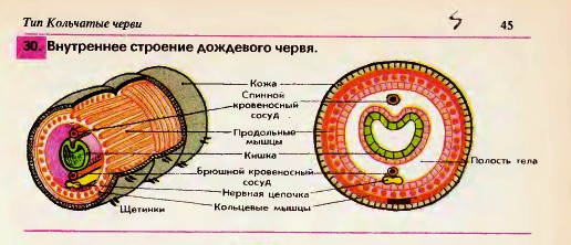 Строение дождевого червя