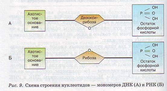 Нуклеиновые кислоты