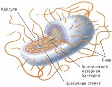 Будова вірусу