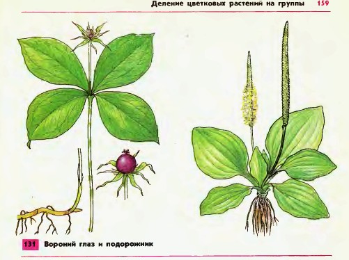 Воронний глаз и подорожник