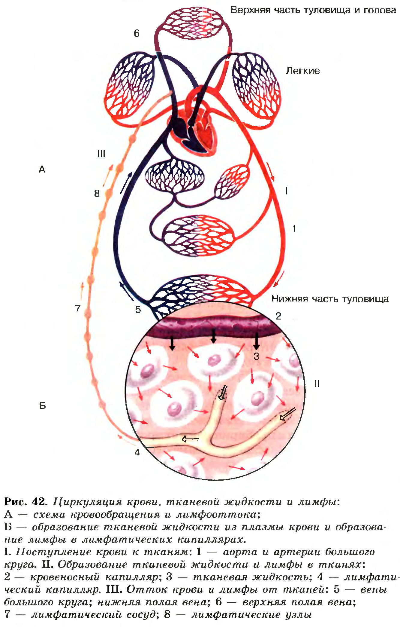 Циркуляция крови