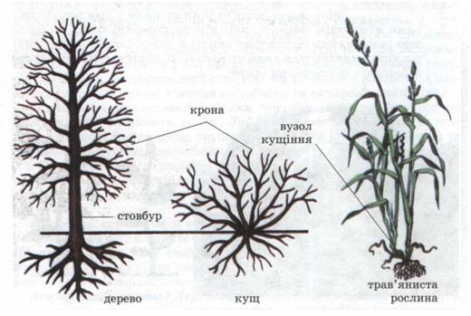 Мал. 56. Типи галуження стебла.jpg