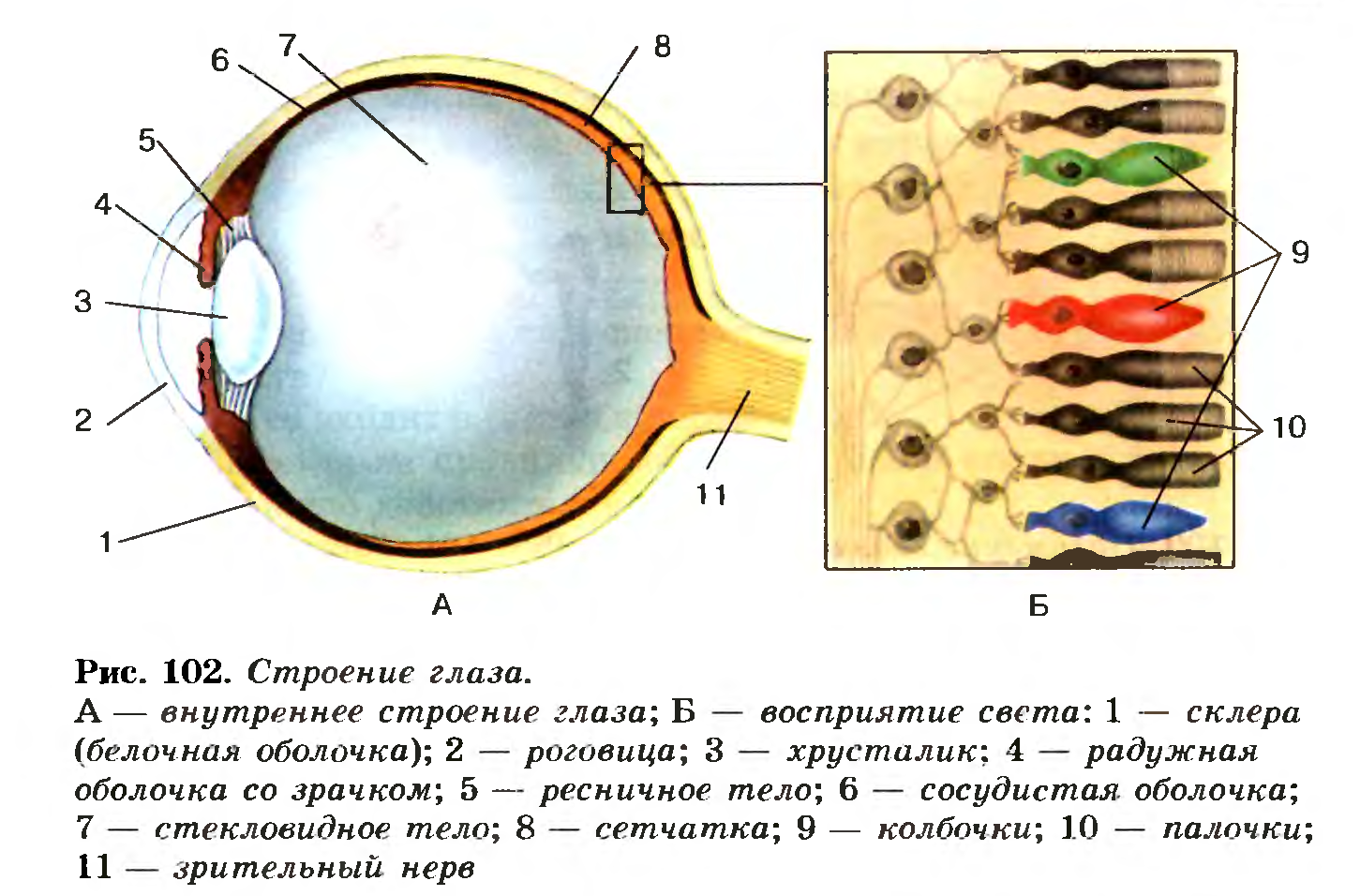 Строение глаза